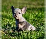 Small #13 French Bulldog