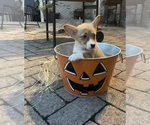 Small #4 Pembroke Welsh Corgi
