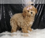 Small #3 Maltipoo