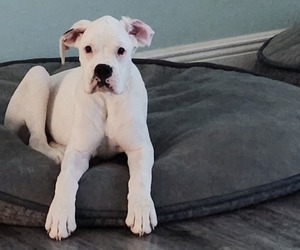 Boxer Puppy for sale in NOKOMIS, FL, USA