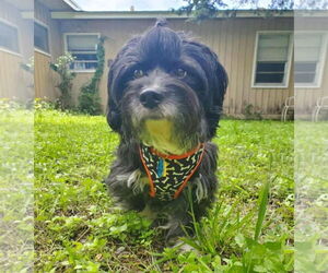 Havanese-Unknown Mix Dogs for adoption in Dallas, TX, USA