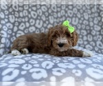 Small #6 Cavapoo (Miniature)