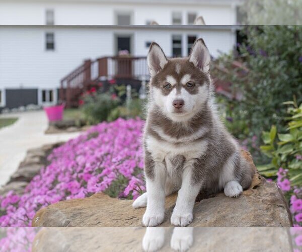 Medium Photo #6 Pomsky Puppy For Sale in FRESNO, OH, USA