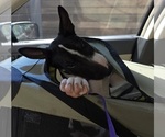 Small #7 Bull Terrier