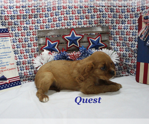 Cavalier King Charles Spaniel Puppy for sale in CHANUTE, KS, USA