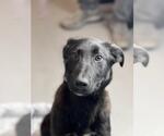 Small #5 Labrador Retriever Mix