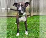 Small #4 Catahoula Leopard Dog-Siberian Husky Mix
