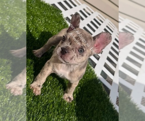 Medium Photo #11 French Bulldog Puppy For Sale in PRINCETON, WV, USA