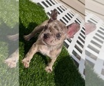 Small #10 French Bulldog