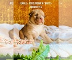 Small Photo #7 Affenpinscher-Australian Shepherd-Siberian Husky Mix Puppy For Sale in CLARKSVILLE, MI, USA