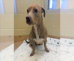 Small #1 Dachshund-Weimaraner Mix