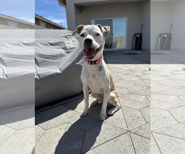 Medium Photo #2 Labrador Retriever-Unknown Mix Puppy For Sale in Chandler, AZ, USA