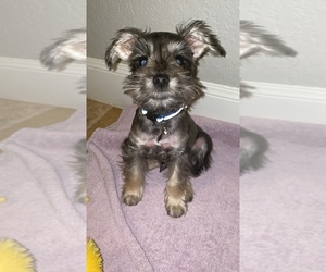 Schnauzer (Miniature) Puppy for sale in SAN ANTONIO, TX, USA