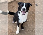 Small #2 Border Collie Mix