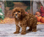 Leo - Male Cavapoo (Miniature) Puppy for Sale - Photo #5