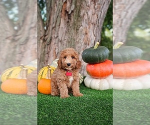 Poodle (Miniature) Puppy for sale in INDIANAPOLIS, IN, USA