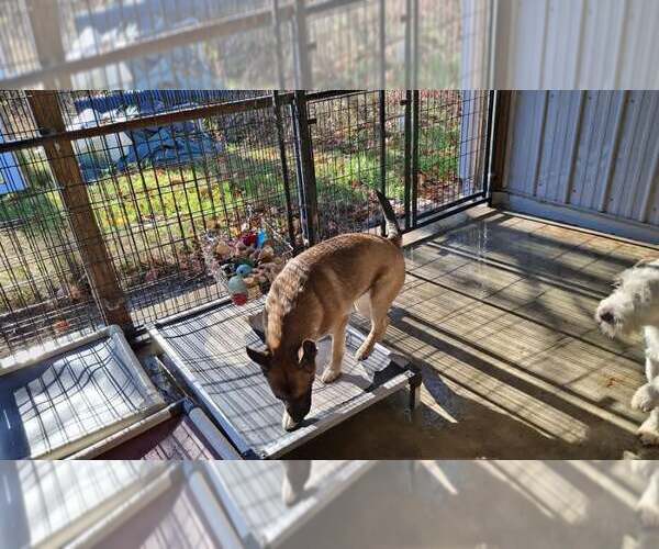 Medium Photo #6 Holland Shepherd Puppy For Sale in Sebec, ME, USA