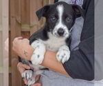 Small #3 Australian Shepherd Mix
