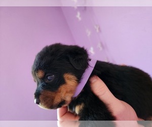Rottweiler Puppy for sale in SIGOURNEY, IA, USA