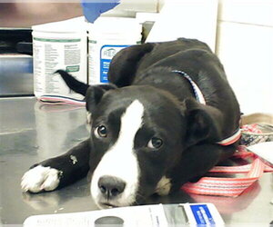 Mutt Dogs for adoption in Fayetteville, NC, USA