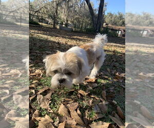 Shih Tzu Dogs for adoption in oakland, FL, USA
