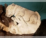 Small Photo #18 Poodle (Standard) Puppy For Sale in PASO ROBLES, CA, USA
