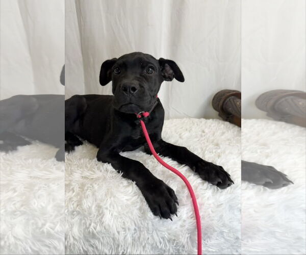 Medium Photo #2 Mutt Puppy For Sale in Goodyear, AZ, USA