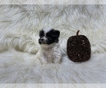 Small Photo #43 Shiranian Puppy For Sale in HAYWARD, CA, USA