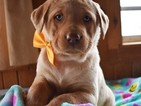 Small Golden Labrador