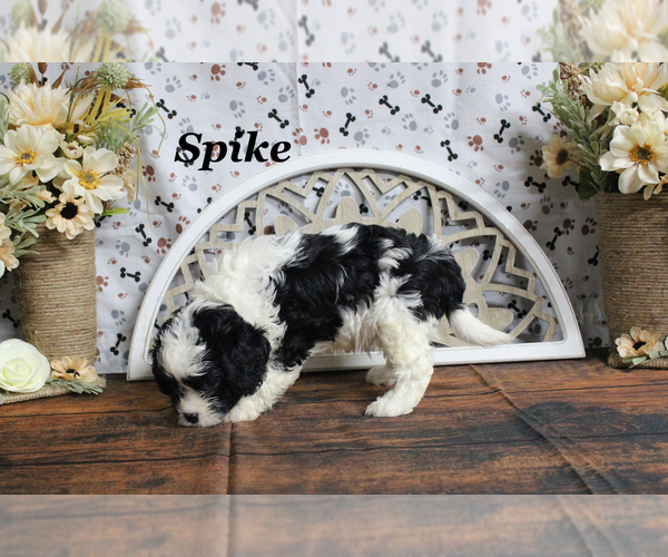 Medium Photo #10 Cavapoo Puppy For Sale in CHANUTE, KS, USA