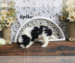 Small #9 Cavapoo