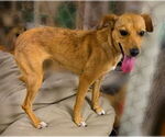 Small Chihuahua-Feist Terrier Mix
