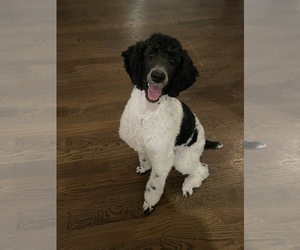 Poodle (Standard) Puppy for sale in KENNESAW, GA, USA