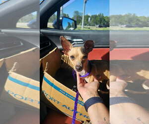 Cricket - Female Chihuahua-Unknown Mix Dog for Adoption - Photo #6