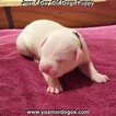 Small Photo #159 Dogo Argentino Puppy For Sale in JANE, MO, USA