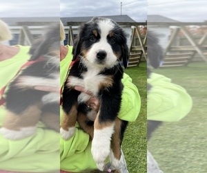 Bernese Mountain Dog Puppy for sale in SPENCER, IN, USA