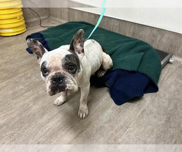 Medium Photo #1 French Bulldog Puppy For Sale in Pasadena, CA, USA