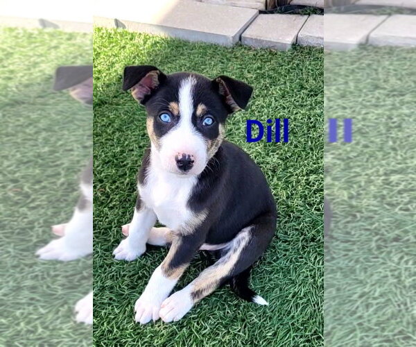 Medium Photo #2 Mutt Puppy For Sale in Des Moines, IA, USA