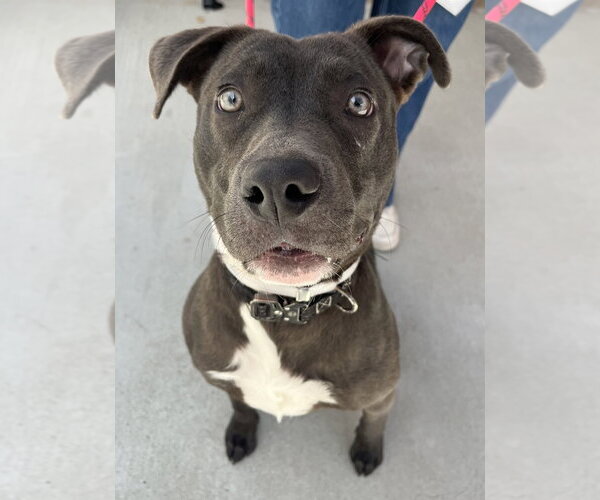 Medium Photo #3 American Pit Bull Terrier Puppy For Sale in Salinas, CA, USA