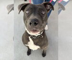 Small #2 American Pit Bull Terrier