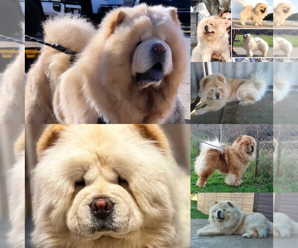 Medium Photo #4 Chow Chow Puppy For Sale in FONTANA, CA, USA