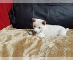 Small Photo #8 Shiba Inu Puppy For Sale in CAMERON, MO, USA