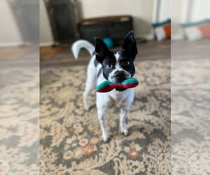 Jolene - Female Border Collie-Unknown Mix Dog for Adoption - Photo #4