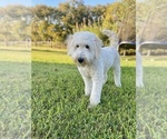 Small Photo #5 Goldendoodle Puppy For Sale in HUTTO, TX, USA