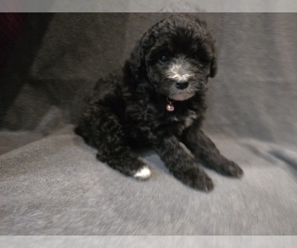 Medium Photo #24 Whoodle (Miniature) Puppy For Sale in KATY, TX, USA