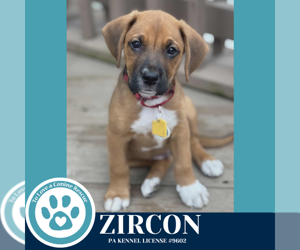 Medium Photo #1 Boxer-Unknown Mix Puppy For Sale in Kimberton, PA, USA