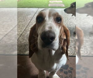 Basset Hound Dogs for adoption in Petaluma, CA, USA