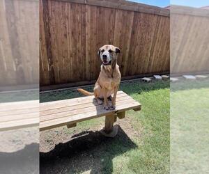 English Coonhound-Labrador Retriever Mix Dogs for adoption in Plano, TX, USA