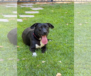 Baxter - Male Labrador Retriever-Unknown Mix Dog for Adoption - Photo #6