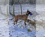 Small #17 Mutt